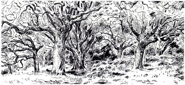 Tree Drawing 1986